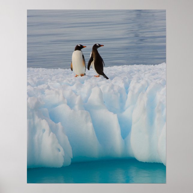 gentoo penguin, Pygoscelis Papua, on glacial ice Poster (Front)