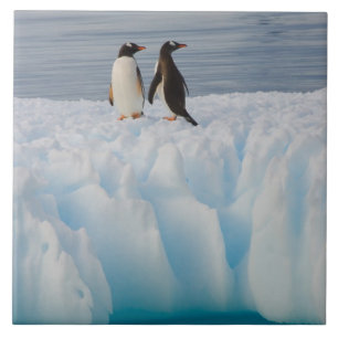 gentoo penguin, Pygoscelis Papua, on glacial ice Tile