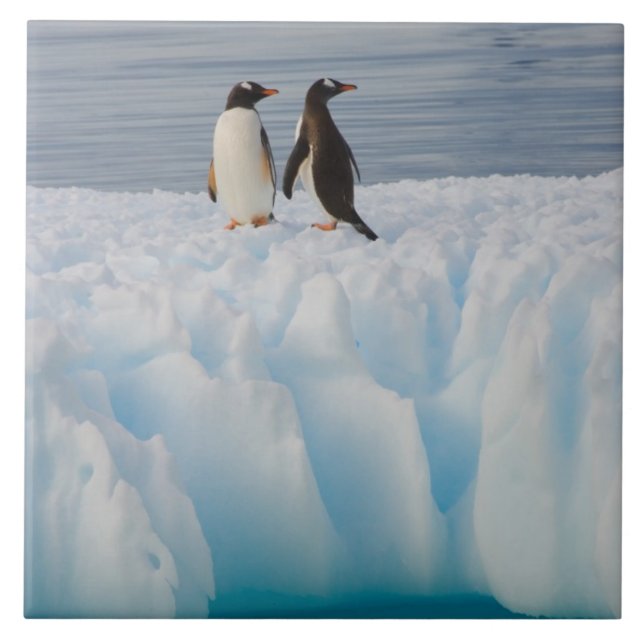 gentoo penguin, Pygoscelis Papua, on glacial ice Tile (Front)