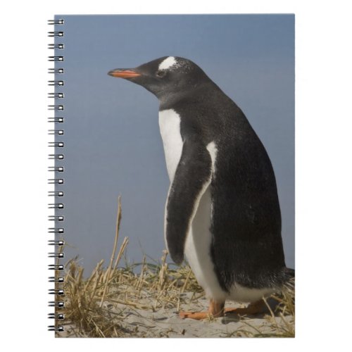 Gentoo Penguin Pygoscelis papua on Keppel Notebook