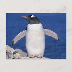 Gentoo Penguin Pygoscelis papua) Port Postcard