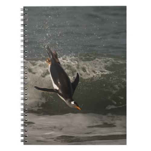 Gentoo Penguin Pygoscelis papua Sea Lion Notebook