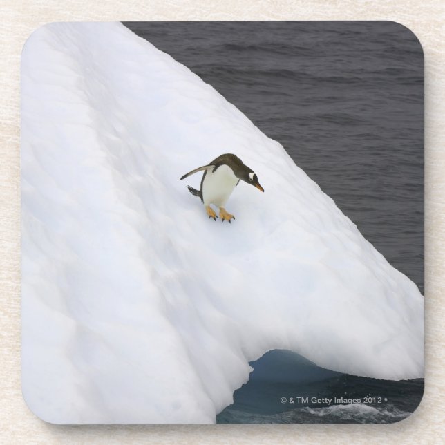 Gentoo penguin Pygoscelis papua) standing Coaster (Front)
