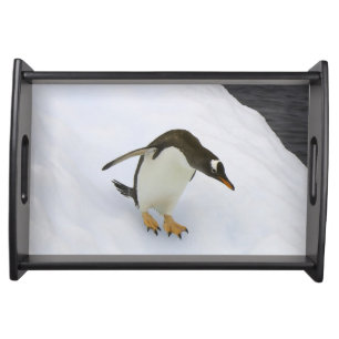 Gentoo penguin Pygoscelis papua) standing Serving Tray