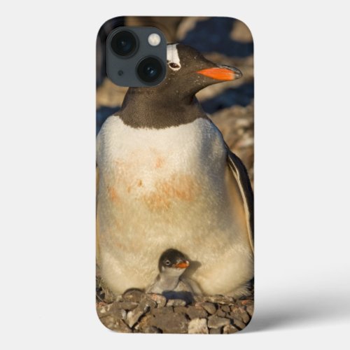 gentoo penguin Pygoscelis papua with newborn iPhone 13 Case