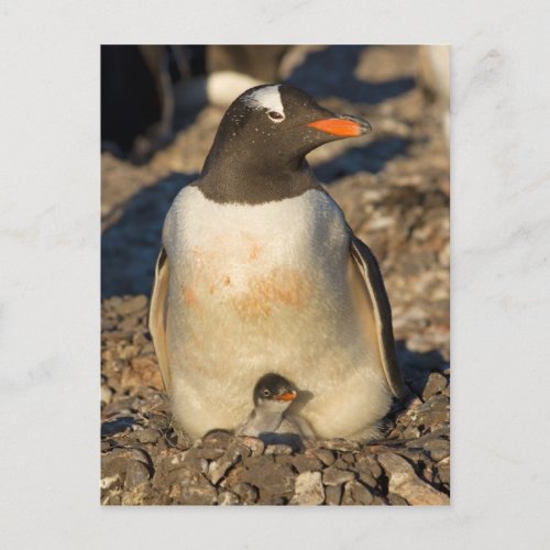gentoo penguin Pygoscelis papua with newborn Postcard