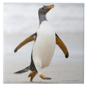 Gentoo Penguin Tile