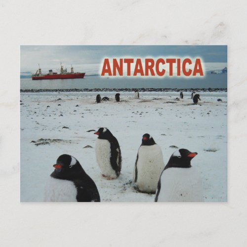 Gentoo Penguins Antarctic Peninsula Postcard