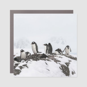 Gentoo penguins, Antarctica, Vernadsky Station. Car Magnet