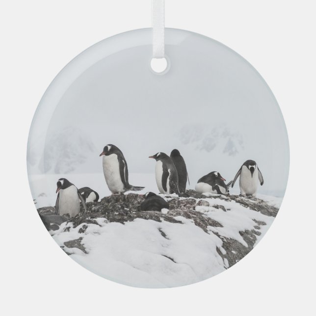 Gentoo penguins, Antarctica, Vernadsky Station. Glass Ornament (Front)