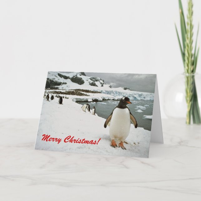 Gentoo Penguins in Antarctica Christmas Card (Front)