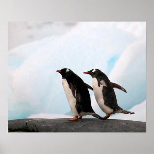 Gentoo penguins on rocky shoreline with backdrop 2 poster