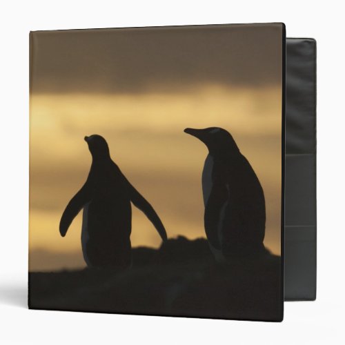 Gentoo Penguins Pygoscelis papua at sunset Binder