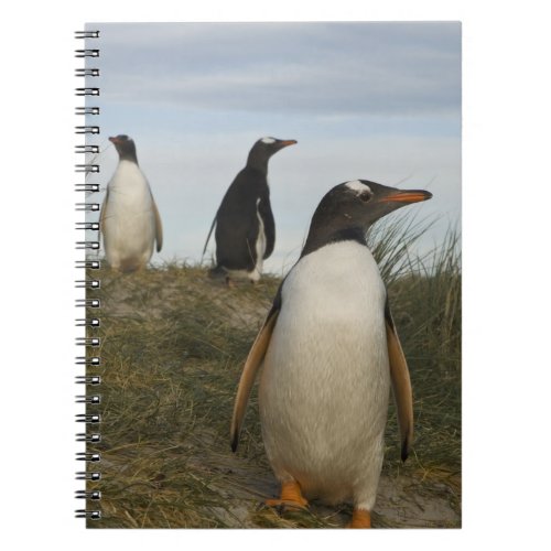 Gentoo Penguins Pygoscelis papua Keppel Notebook