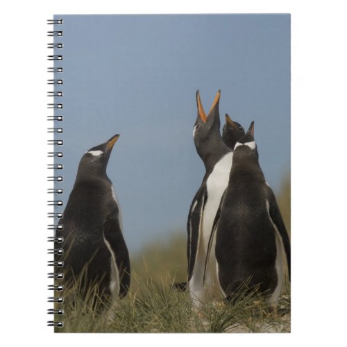Gentoo Penguins Pygoscelis papua looking up Notebook