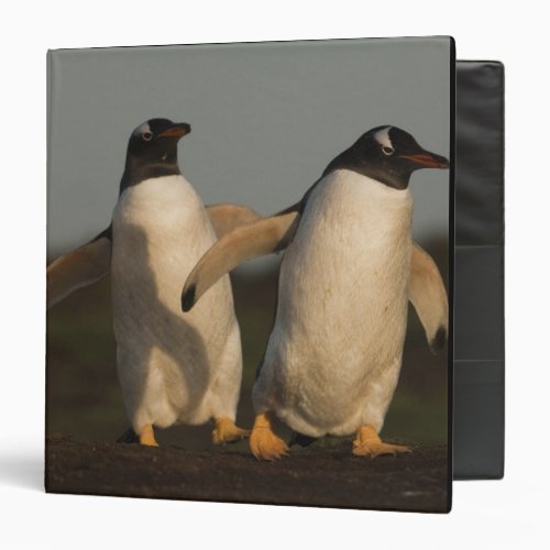 Gentoo Penguins Pygoscelis papua on Sea Lion 3 Ring Binder