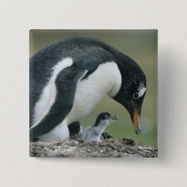 Gentoo Penuin, (Pygoscelis papua), Falkland Pinback Button (Front)