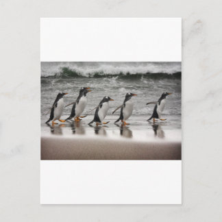 Gentoos on the beach postcard