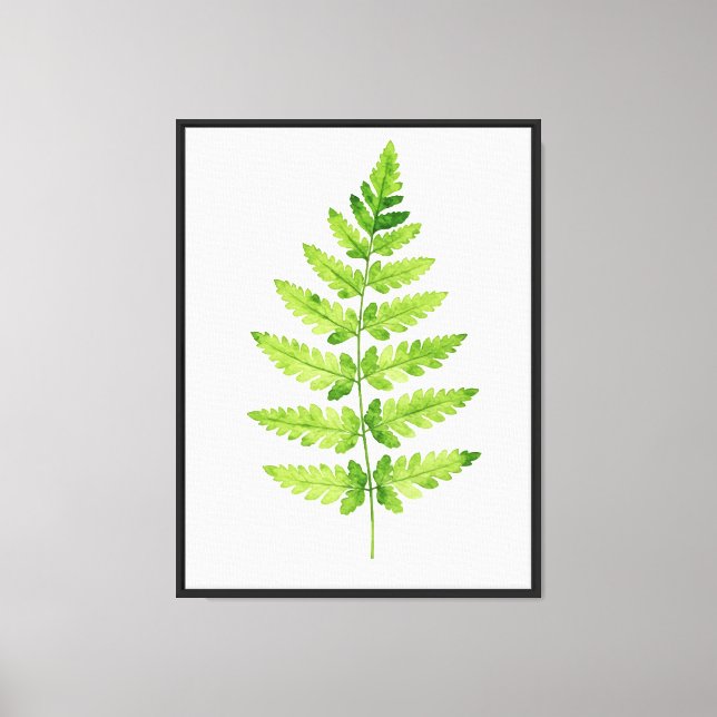Genus Dryopteris Canvas Print (Front)