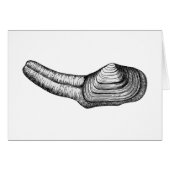 Geoduck Clam (black and white illustration) (Front Horizontal)