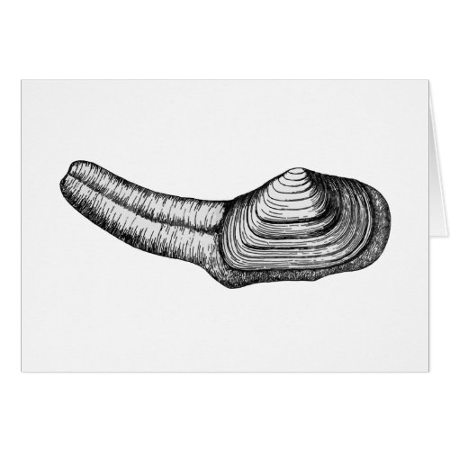 Geoduck Clam black and white illustration