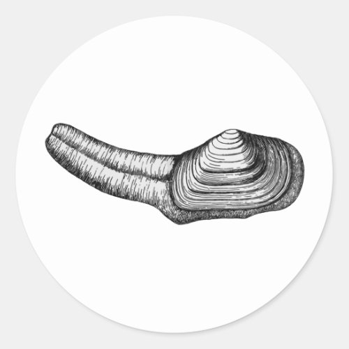 Geoduck Clam black and white illustration Classic Round Sticker
