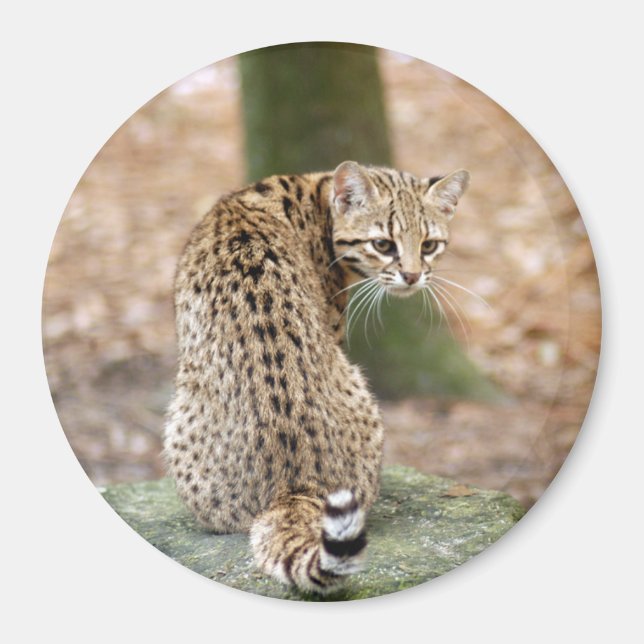 geoffroy-cat-004 magnet (Front)
