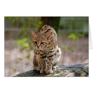 geoffroy-cat-021 cards
