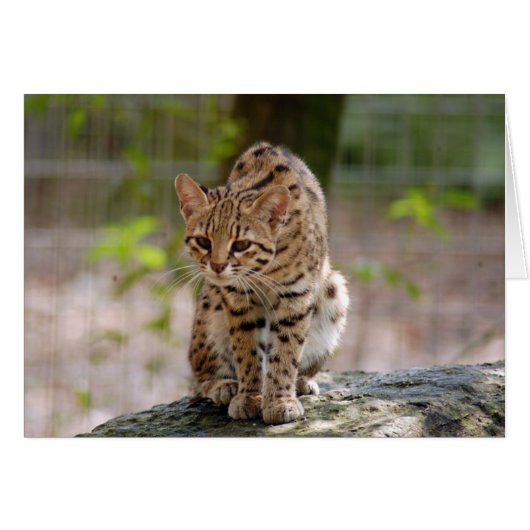 geoffroy-cat-021 cards (Front Horizontal)
