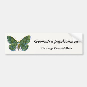 Geometra papilionaria - The Large Emerald Moth Bumper Sticker