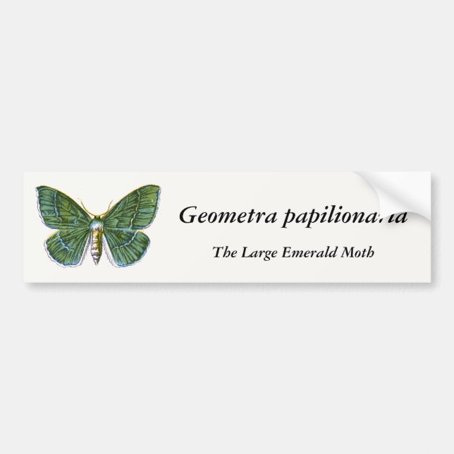 Geometra papilionaria - The Large Emerald Moth Bumper Sticker (Front)