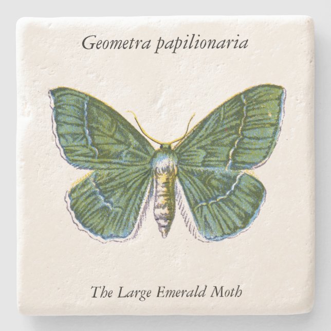 Geometra papilionaria - The Large Emerald Moth Stone Coaster (Front)