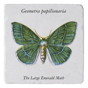 Geometra papilionaria - The Large Emerald Moth Trivet