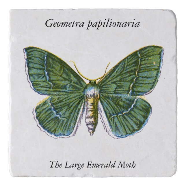 Geometra papilionaria - The Large Emerald Moth Trivet (Front)