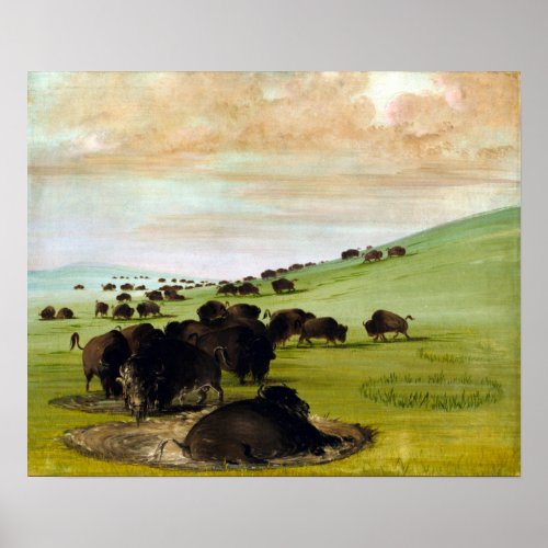 George Catlin Buffalo Bulls in a Wallow Poster