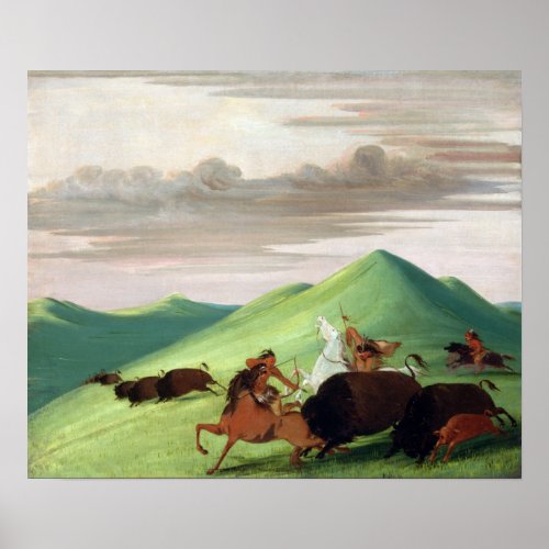 George Catlin Buffalo Chase Bull Protecting a Cow Poster