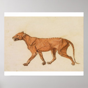 George Stubbs Tiger, Lateral View, Skin Removed, Poster
