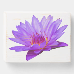 Georgeous Purple Water Lily Wood Box Sign Plaque