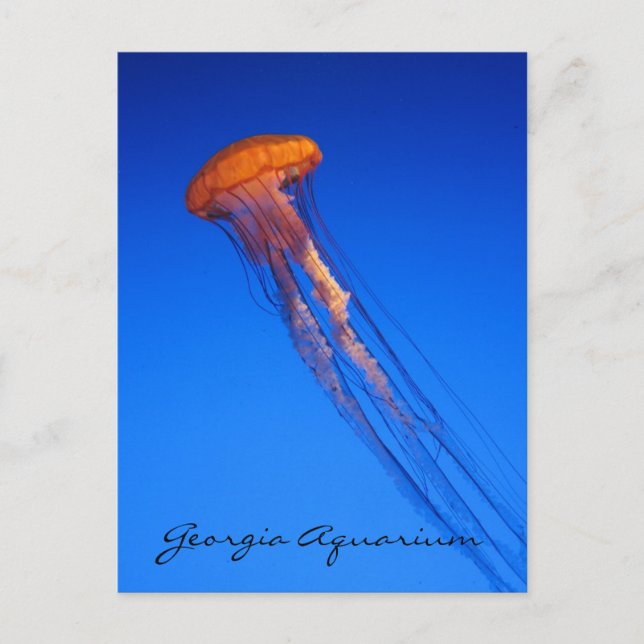 Georgia Aquarium Jellyfish Postcard (Front)