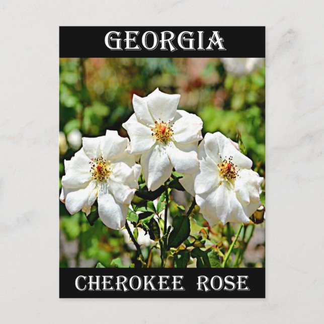 Georgia Cherokee Rose 2 Postcard (Front)