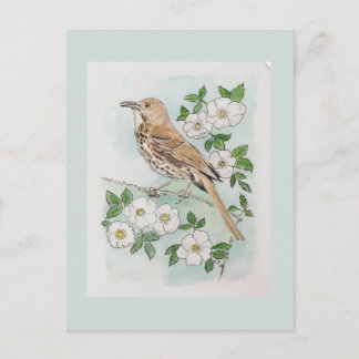 Georgia state bird and flower  postcard