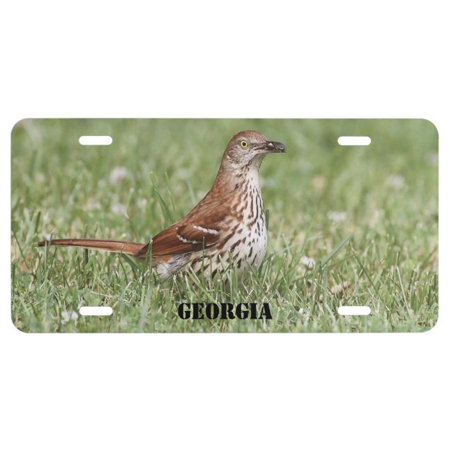 Georgia State Bird Brown Thrasher License Plate (Front)