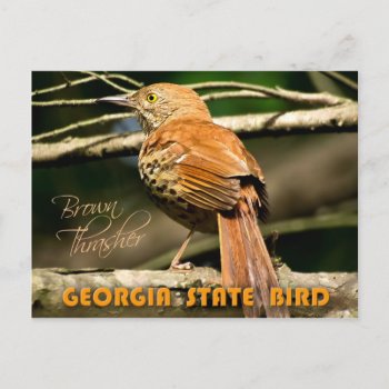 Georgia State Bird - Brown Thrasher Postcard by HTMimages at Zazzle
