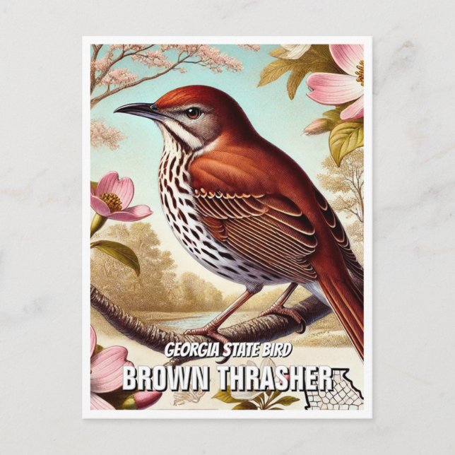 Georgia State Bird Brown Thrasher Postcard (Front)