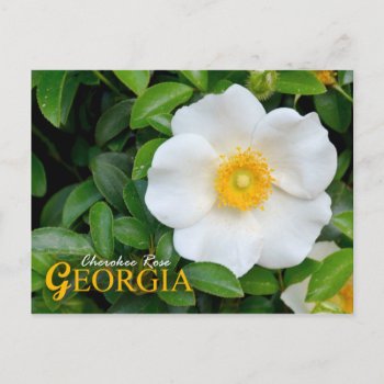 Georgia State Flower: Cherokee Rose Postcard by HTMimages at Zazzle