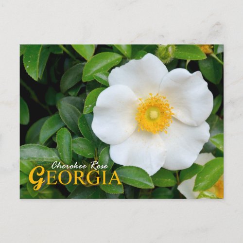 Georgia State Flower Cherokee Rose Postcard