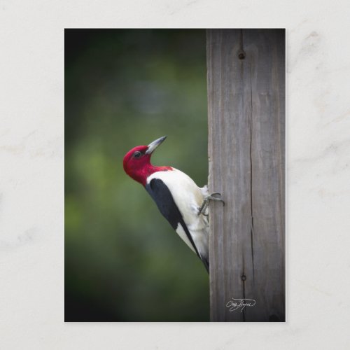 Georgia Woodpecker Postcard