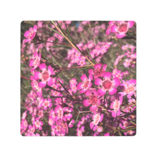 Geraldton Wax Metal Print