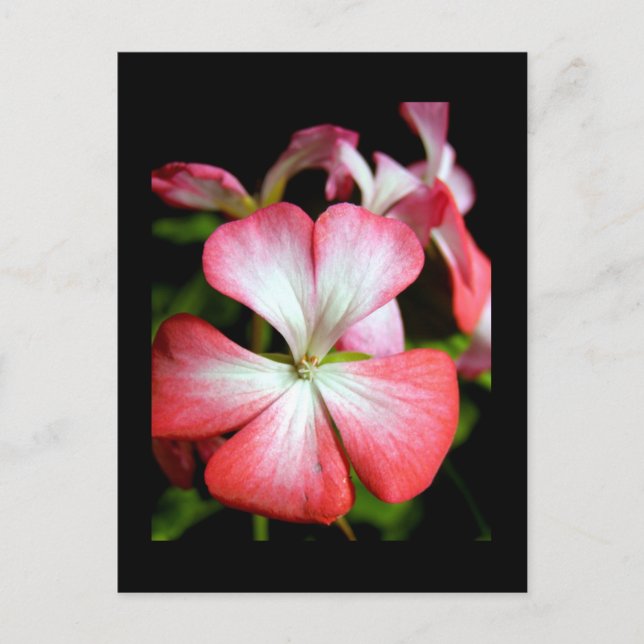 Geranium 'Alberta' Postcard (Front)