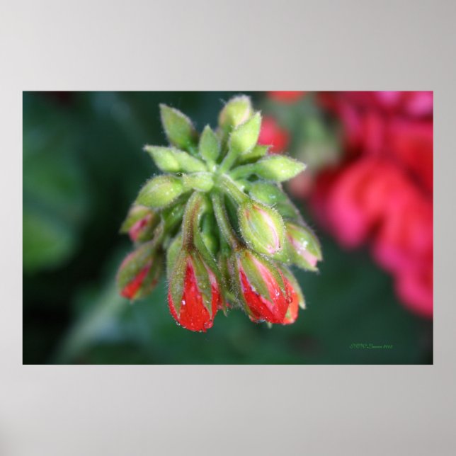 Geranium Buds Poster (Front)